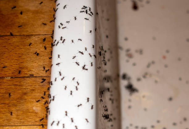 Best Wasp Removal Services  in Athens, GA