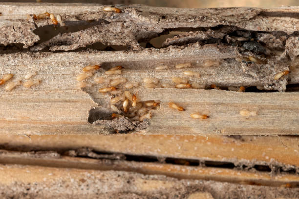 Best Termite Control Services  in Athens, GA